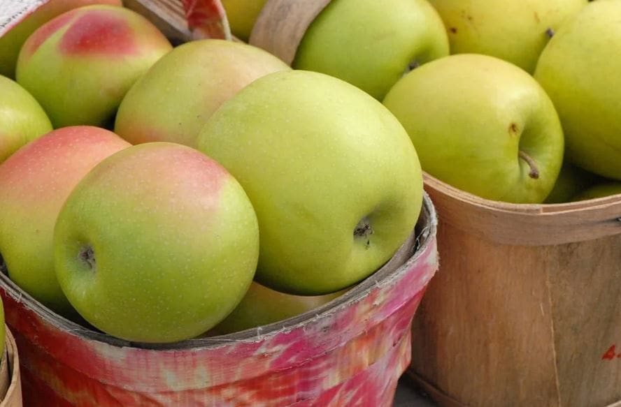 تصویر 4 از سیب جنگلی ترش برداشت تازه از مناطق کوهستانی